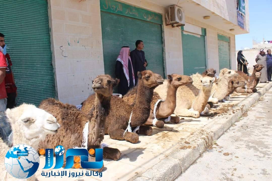 الصفيان ينحر 10 حيران  احتفاءً بزفاف ولي العهد