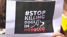 ناشطون يطالبون بحظر قتل الكلاب الضالة في المغرب
