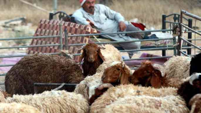 مربو الخراف البلدية يطلقون نداء للحكومة والمواطنين