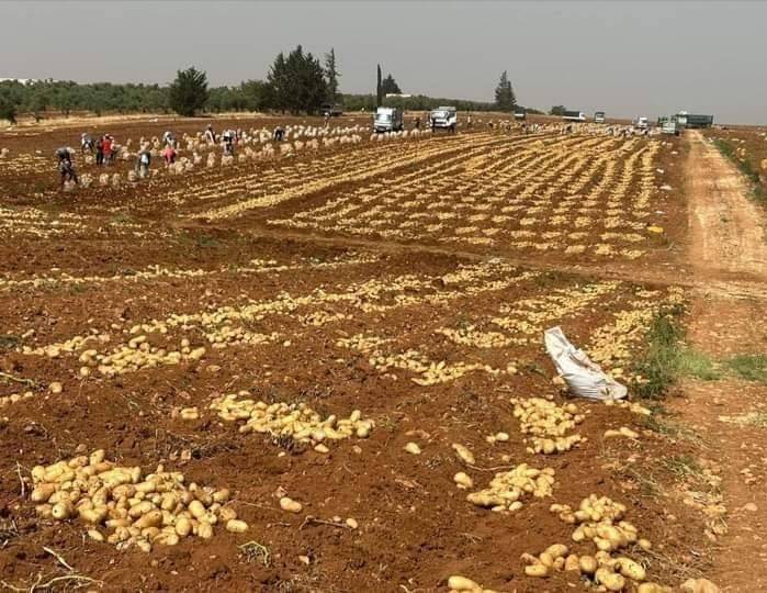 بدء موسم حصاد البطاطا في لواء الرمثا ويتوقع أن يصل الإنتاج إلى 150000 طن هذا العام