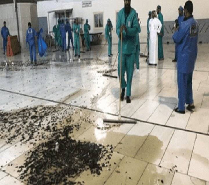 هل انتشار الجراد بالمسجد الحرام أمر طبيعي؟