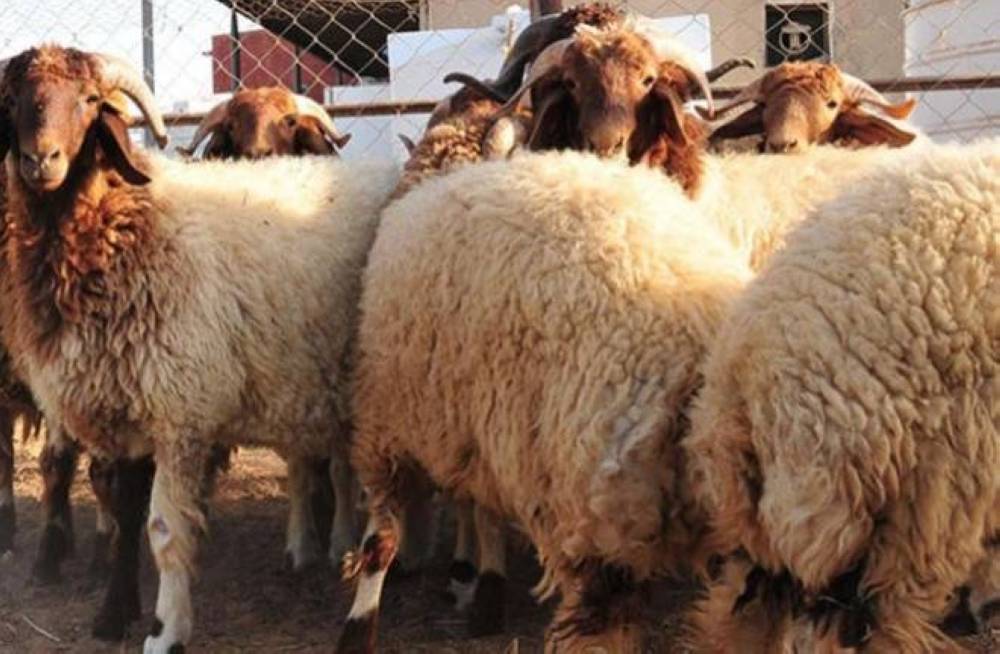 الأمانة: تحديد أماكن بيع وذبح الأضاحي الأسبوع القادم