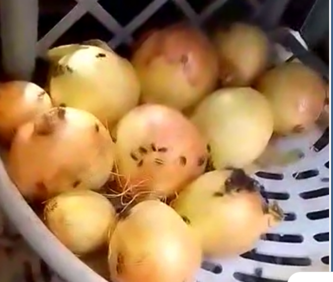 بالفيديو .. كارثة بيئية بعد انشتار كثيف للذباب في محافظة معان