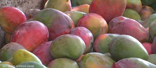 أبرزها المانغو والزيتون.. محاصيل مصرية تدفع ثمن تغير المناخ