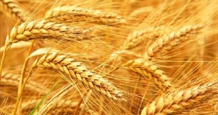 زراعة اربد تتوقع توريد 10 آلاف طن قمح وشعير