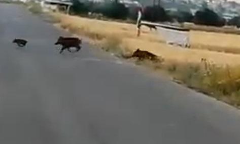 ظهور خنازير برية في منطقة ناطفة بإربد