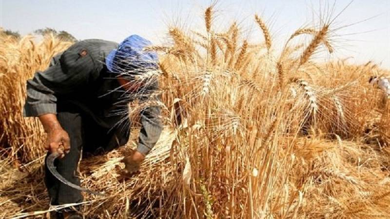موسم الحصاد.... بشائر خير لفرح طال انتظاره