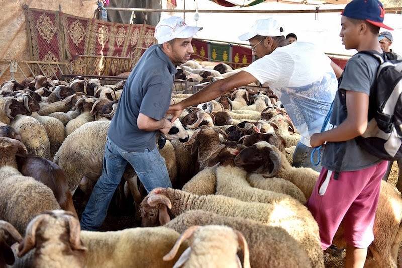 600 ألف أضحية بلدية في الاسواق .. والزراعة تستأنف الاستيراد