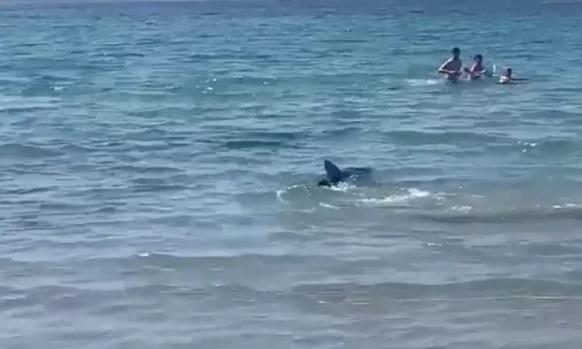 شاهد رعب على شاطئ إسباني بعد ظهور سمكة قرش