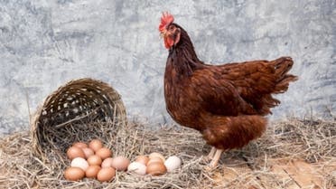 الدجاجة قبل أم البيضة؟ علماء يجيبون