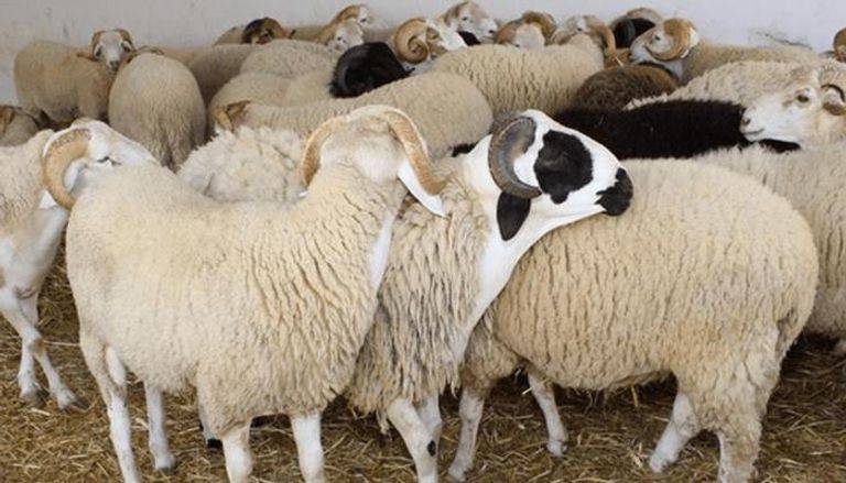 الأحد.. أمانة عمان تبدأ باستـقبال طلبات حظائر الأضاحي 