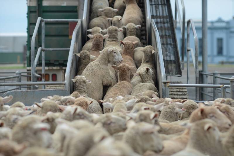 السعودية : 1.7 مليون رأس ماشية عبر ميناء جدة