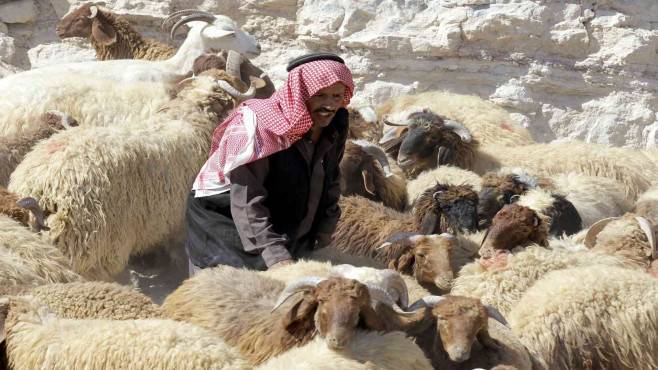 الكواليت: إقبال ضعيف على الأضاحي قبيل العيد.. ونعول على الأيام القادمة