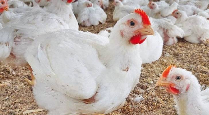 توقع انخفاض أسعار الدواجن تزامنا مع قرب حلول عيد الأضحى