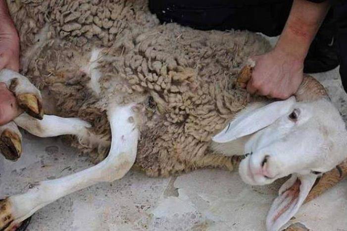 هل يجوز بيع دماء الأضاحي؟ الإفتاء تجيب
