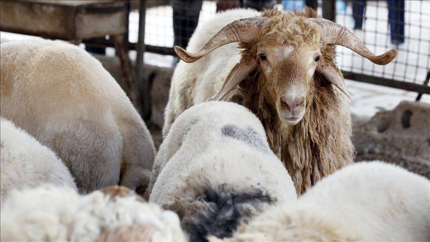 حماية المستهلك للمواطنين: تريثوا قبل شراء الأضاحي