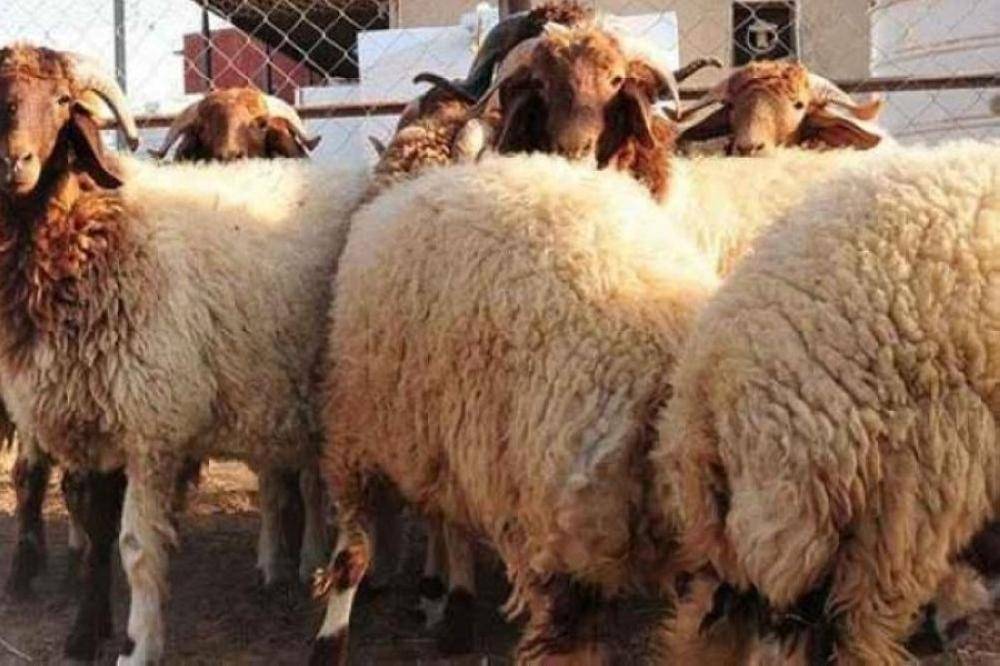المفرق: تصدير 137 ألف رأس من الأغنام للسعودية
