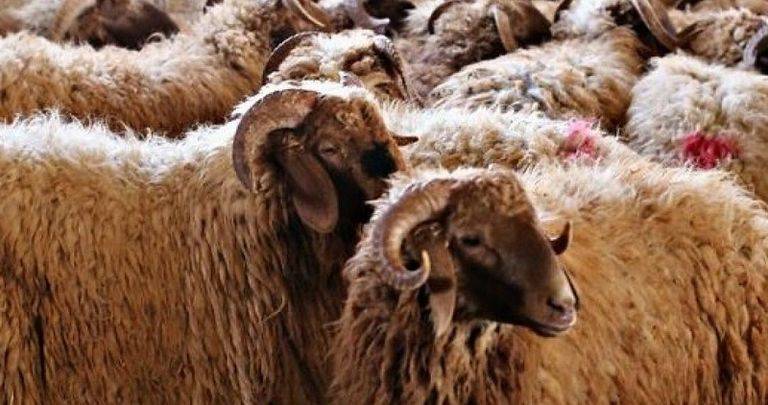 الزراعة: إقبال على شراء الأضاحي ولا ارتفاع على الأسعار