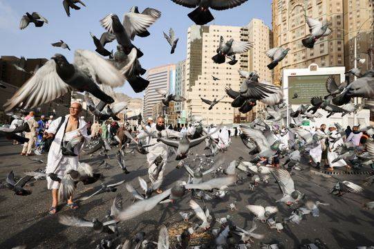 حمام الحرم.. علاقة حب ومودة بين طيور وزوار بيت الله الحرام  صور