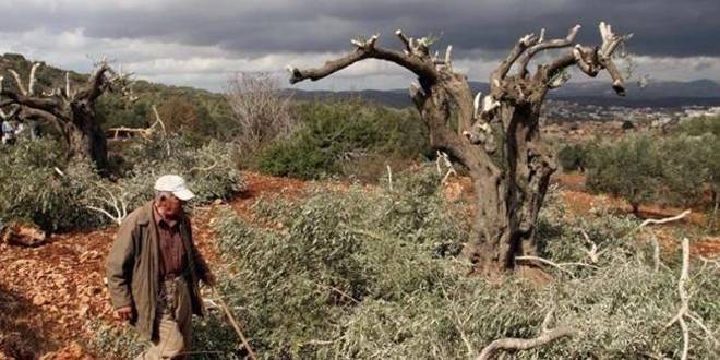 قوات الاحتلال تقتلع عشرات الأشجار المثمرة في بيت لحم