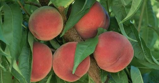 طفل أردني بالعناية الحثيثة لتناوله دراق (مرشوش)