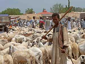 الحرب تحرم السودانيين من خروف العيد