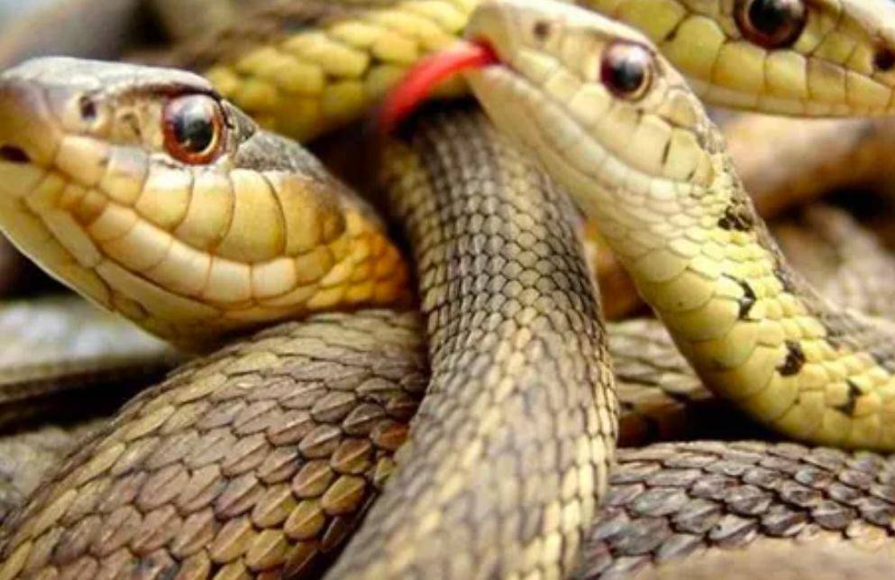 مصر : راكب يخفي ٢٢ثعباناً متنوعاً و موظف الجمرك يتعرض لصدمة عصبية