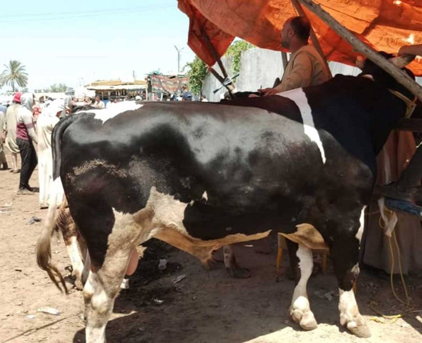 أكبر عجل يشعل منصات التواصل في مصر