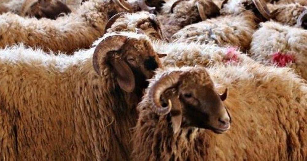 الكرك: أسواق الأضاحي تشهد إقبالا متزايدا