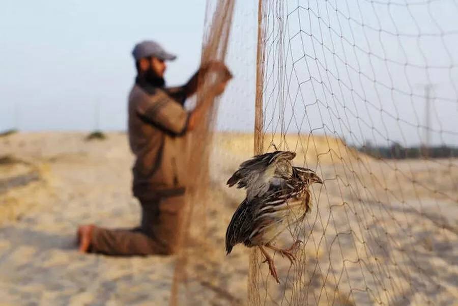 بدء موسم صيد الحمام بالأغوار الجمعة