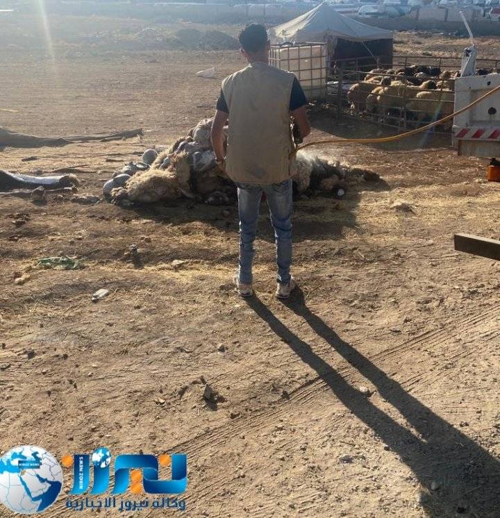 بلدية لواء الموقر تكثف حملات الرش لمكافحة الحشرات خلال فترة عيد الأضحى المبارك...صور