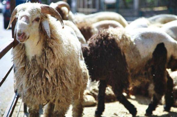 تنظيف مواقع بيع الأضاحي في الطفيلة