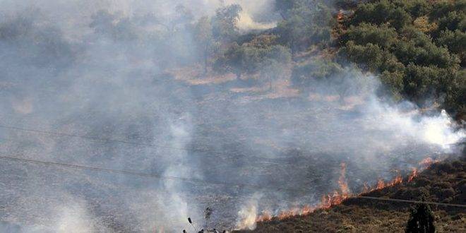 مستوطنون يحرقون أشجاراً في الأراضي الفلسطينية غرب سلفيت