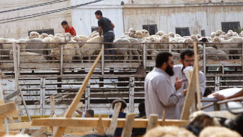 الامانة : ( 36457 ) اضحية تم ذبحها في مواقع حظائر الاضاحي