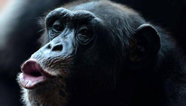 ظلت حبيسة 28 عاما.. لحظة مؤثرة لشمبانزي ترى السماء لأول مرة في حياتها(صورة)