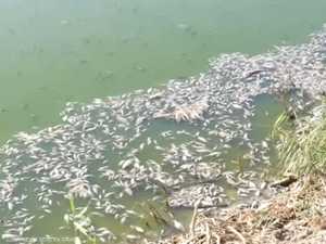 العراق.. نفوق أطنان من الأسماك والسلطات تحقق