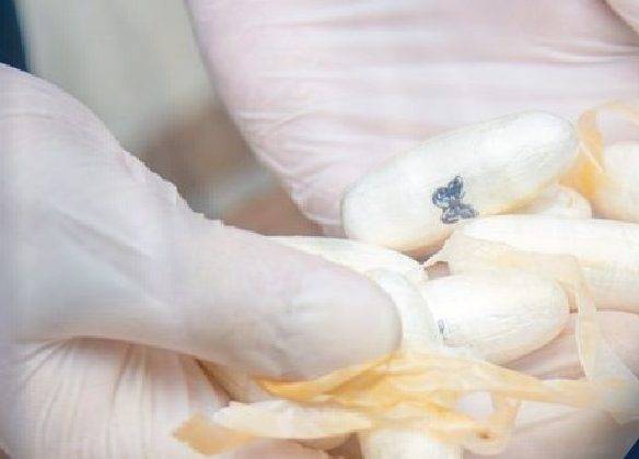 السعودية ...إحباط محاولة تهريب أكثر من 3 كيلوجرام من “الكوكايين”