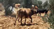 مستوطنون يهاجمون مزارعًا غرب أريحا ويرعون أبقارهم فيهاصور