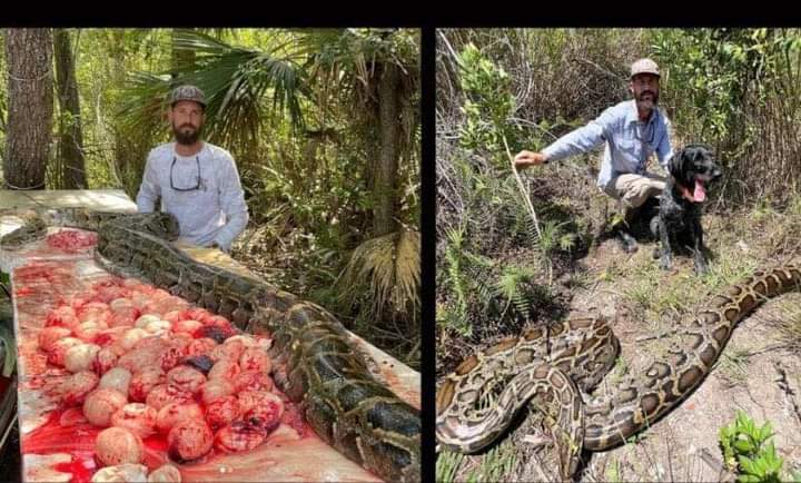 رجل يصطاد أفعى ضخمة طولها 16 قدماٌ في فلوريدا .. ويوجه هذه الرسالة