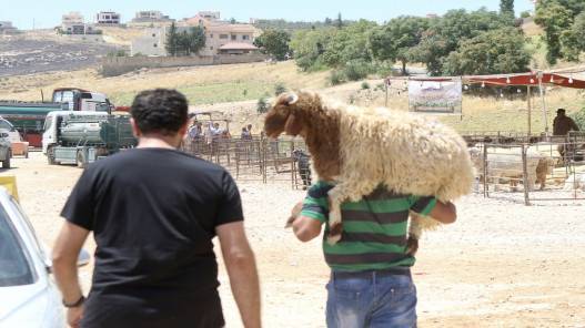 زراعة المفرق: تصدير 275 ألف رأس غنم للسعودية منذ بداية العام