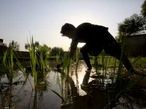 إلـنينيو يهدد الأرز