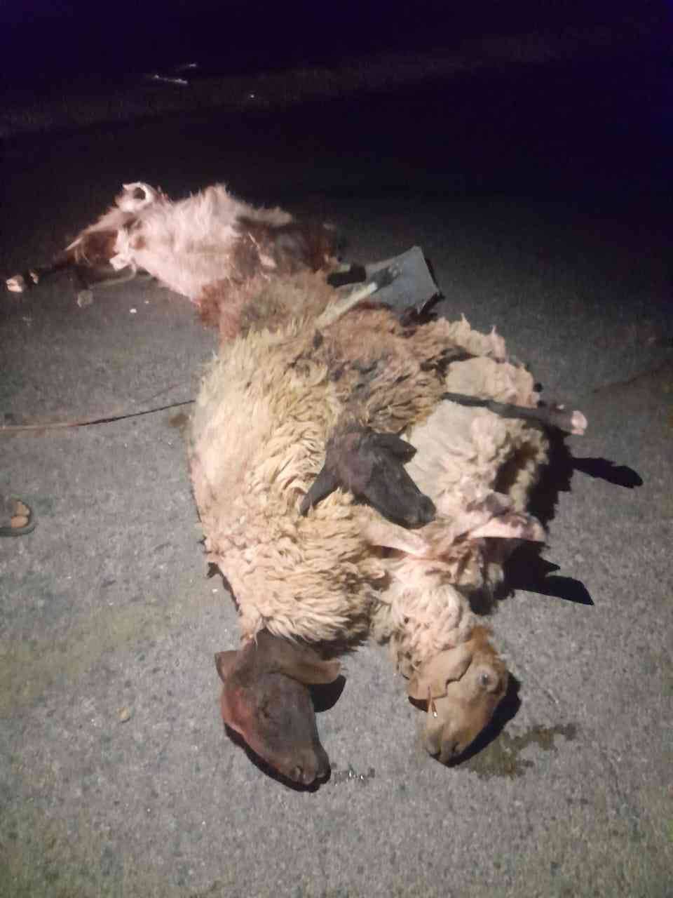 نفوق 12 رأساً من الأغنام دهساً في جرش_صور