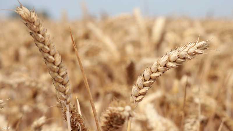 ما هي شروط روسيا لتمديد صفقة الحبوب؟