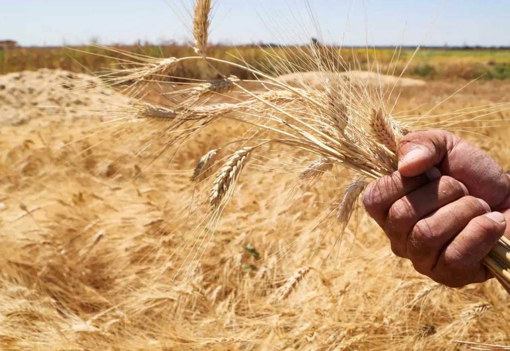 خبير: الأردن لن يتأثر كغيره من أزمة تصدير الحبوب