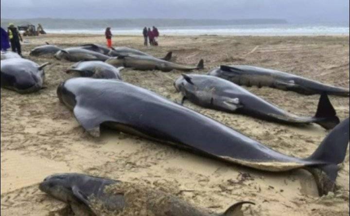 نهاية مؤلمة لـ 55 حوتاً.. والسبب مفاجأة