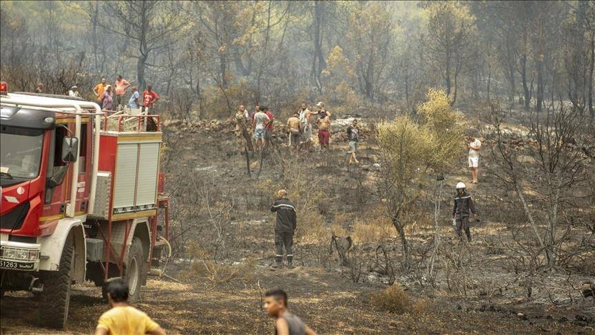 حريق يلتهم 8 هكتارات من غابة شمال غربي تونس
