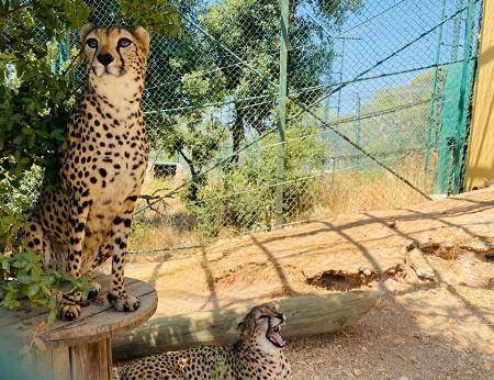 ضبط أسد وفهدين بمنزل في الأردن  صور