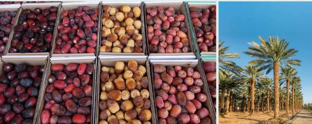 السعودية الأولى عالمياً بـ 34 مليون نخلة و300 صنف من التمور.. والصادرات تجاوزت الـ 1.28 مليار ريال