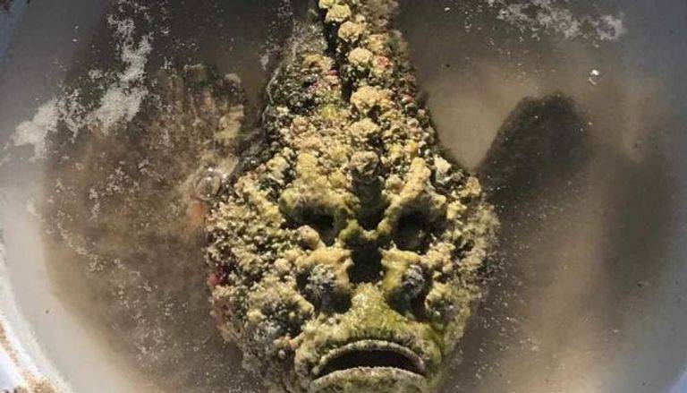 سمكة صخرية تباغت مصرية بلسعة سامة