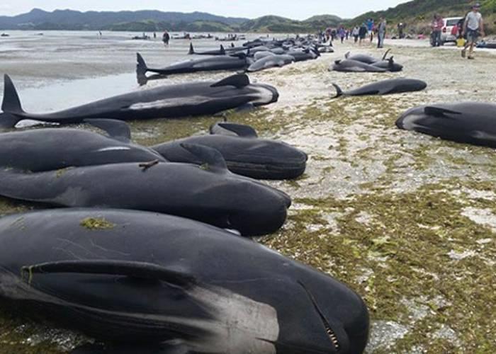 نفوق 51 من الحيتان الطيارة في أستراليا